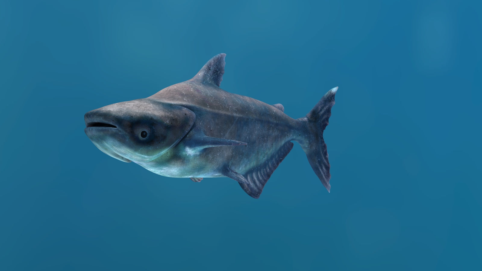 Rigged Mekong Giant Catfish 3D Model 360° view 1 frame 5
