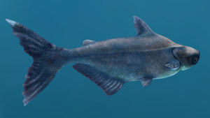 Mekong Giant Catfish 3D Model Thumbnail
