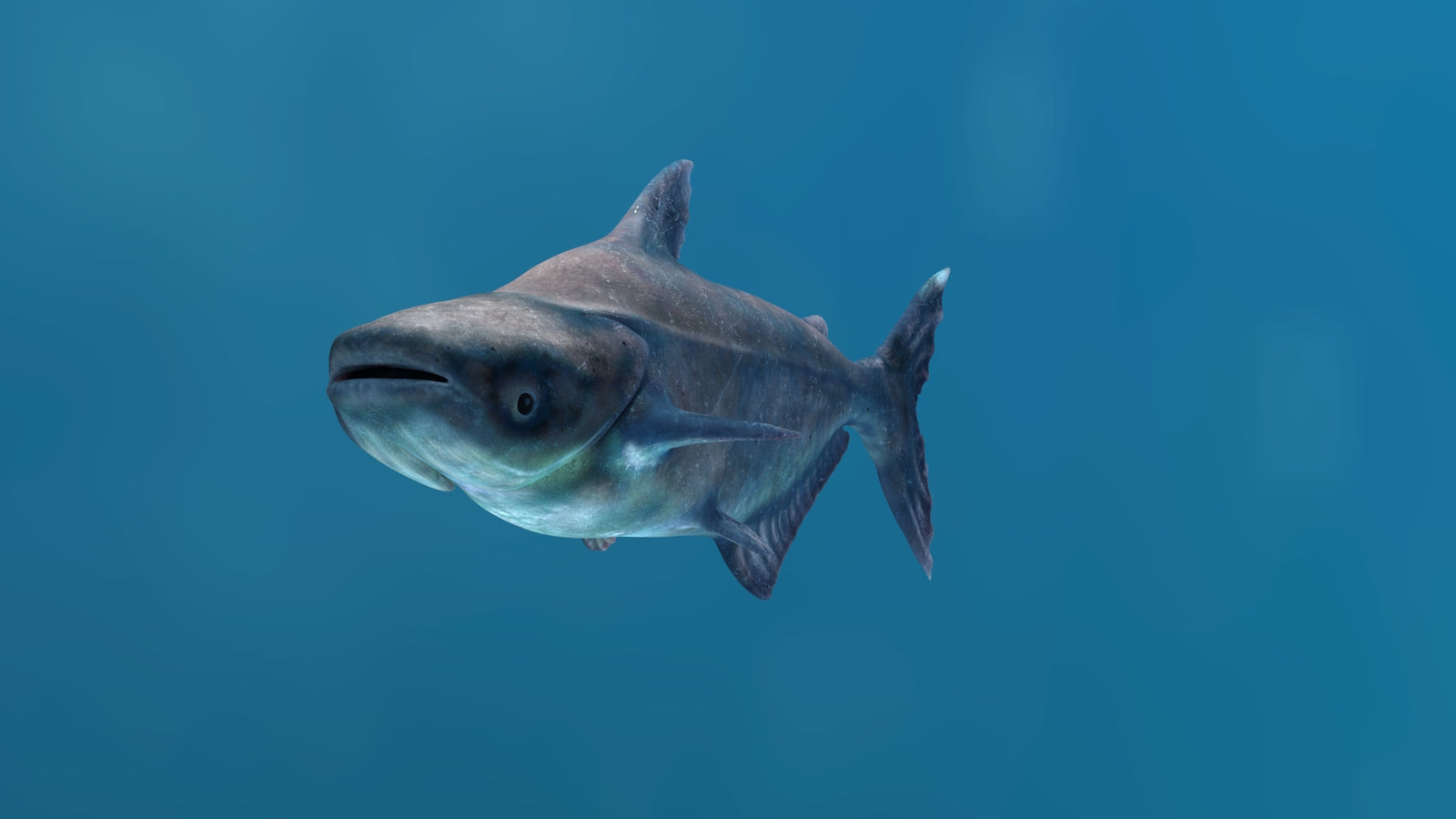 Rigged Mekong Giant Catfish 3D Model 360° view 1 frame 6