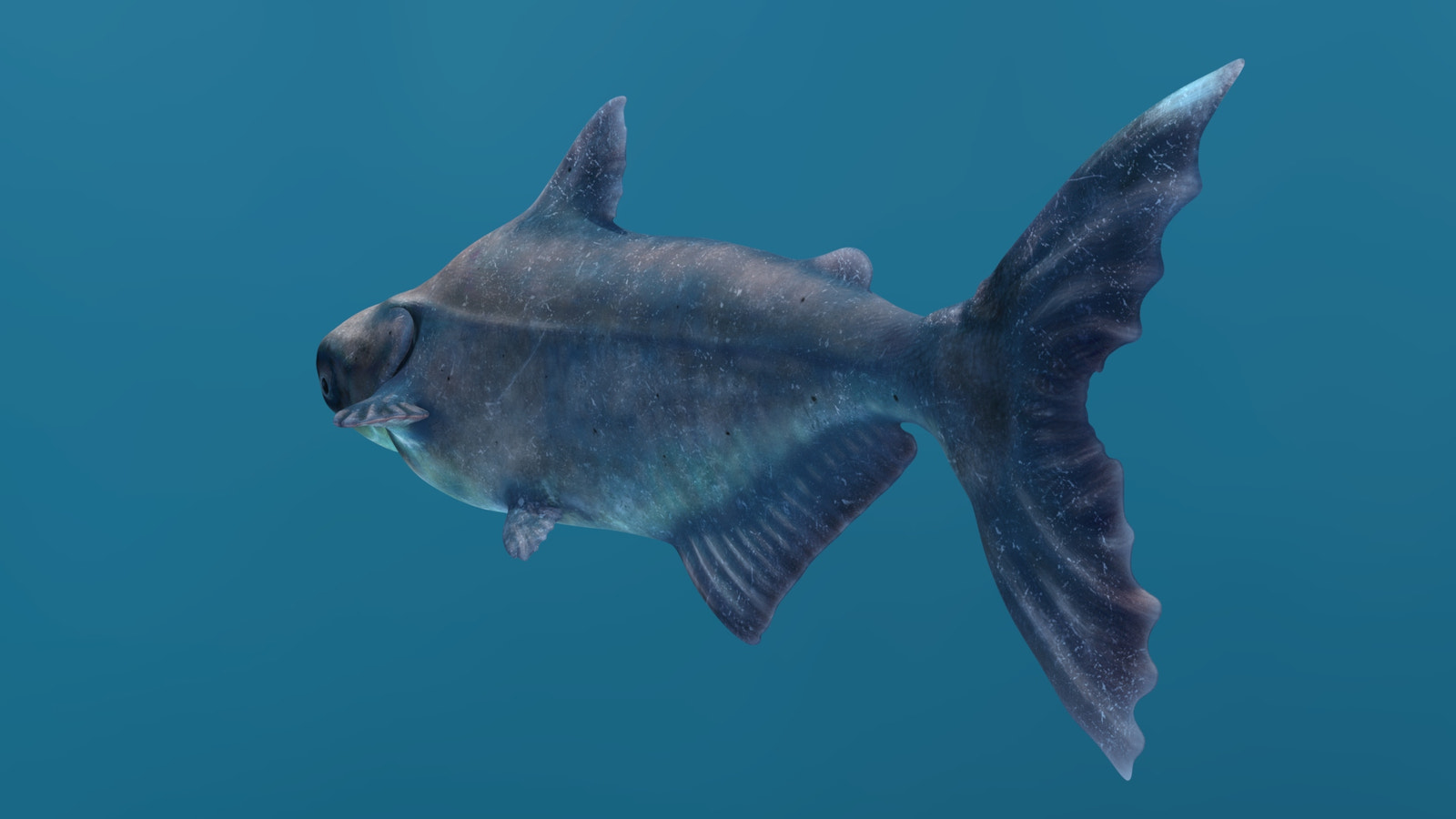 Mekong Giant Catfish 3D Model