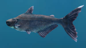 Mekong Giant Catfish 3D Model Thumbnail