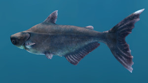 Mekong Giant Catfish 3D Model Thumbnail