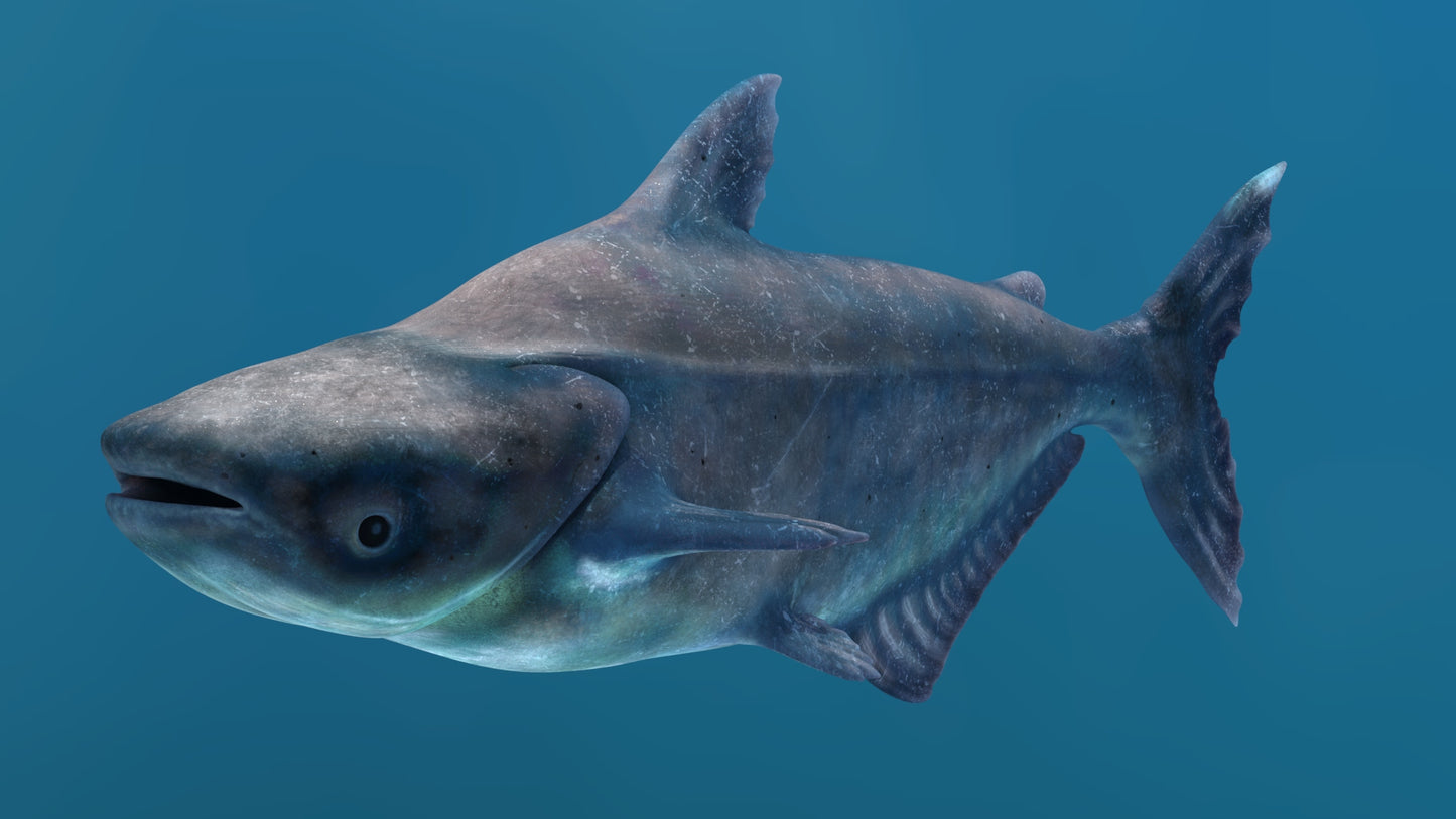 Mekong Giant Catfish 3D Model