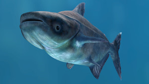 Mekong Giant Catfish 3D Model Thumbnail