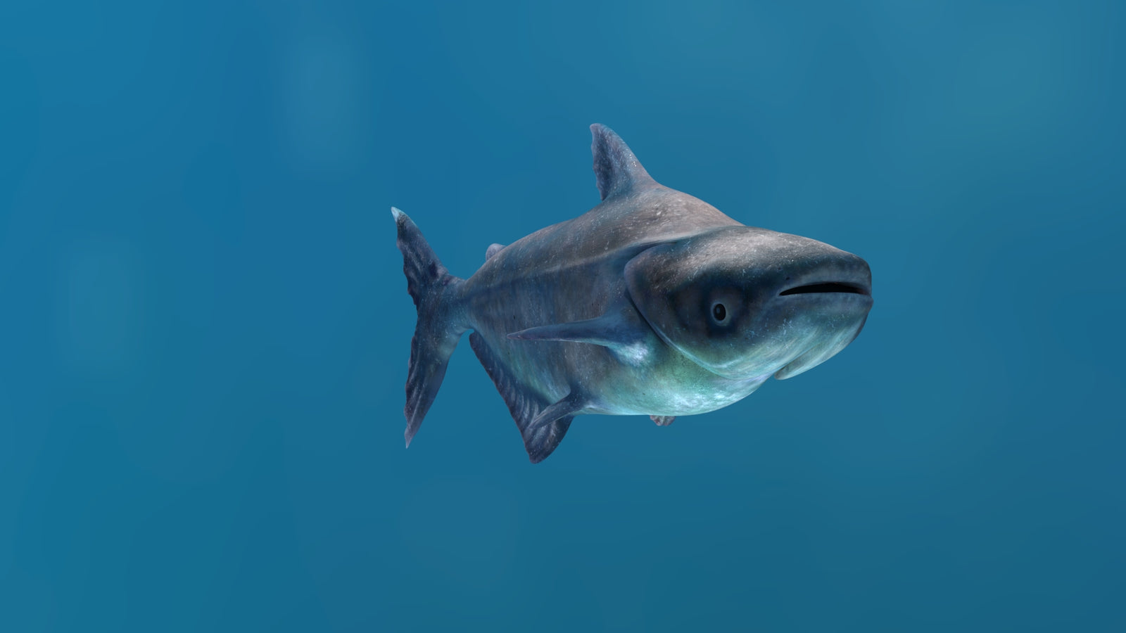 Rigged Mekong Giant Catfish 3D Model 360° view 1 frame 12