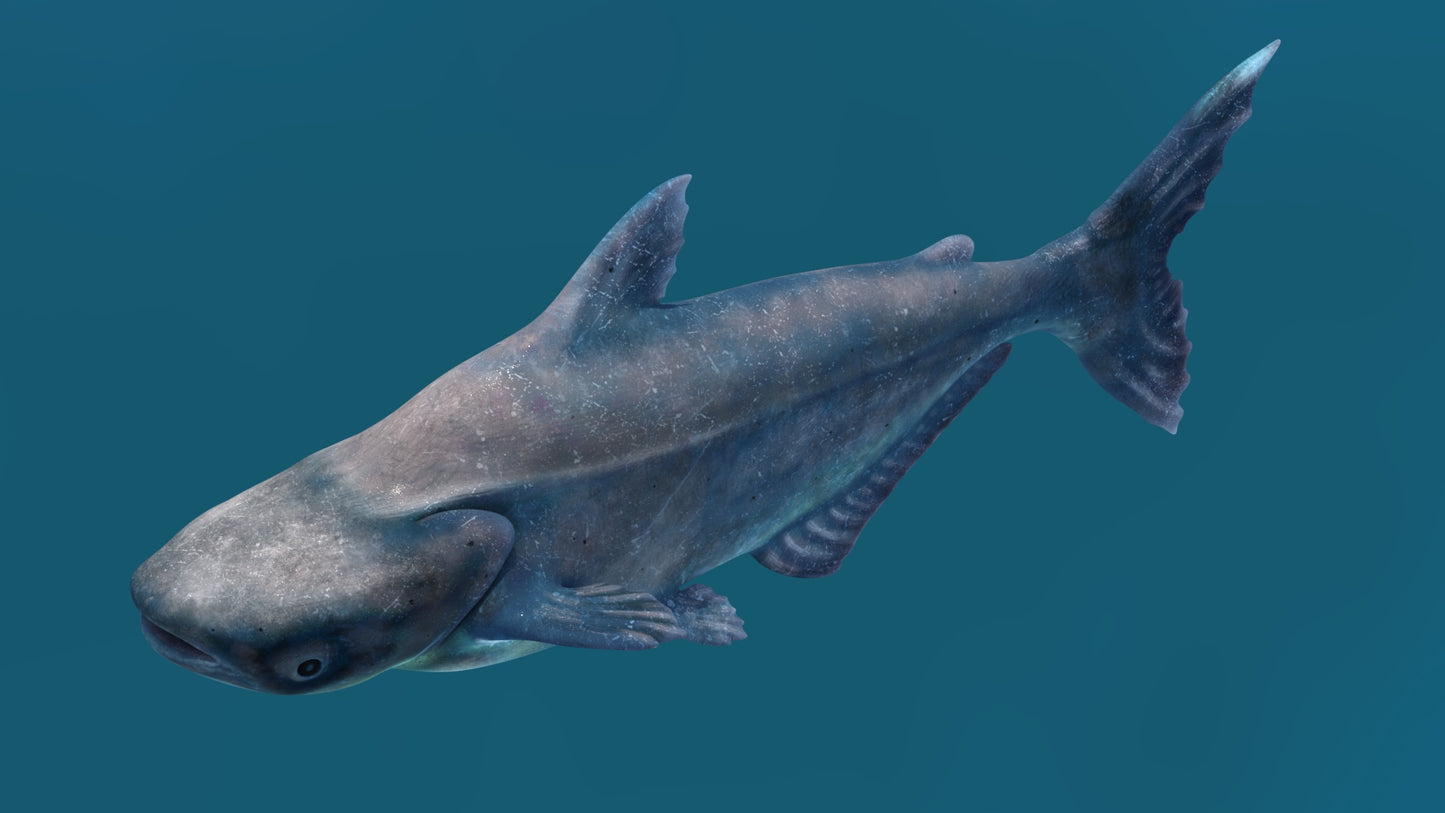 Mekong Giant Catfish 3D Model