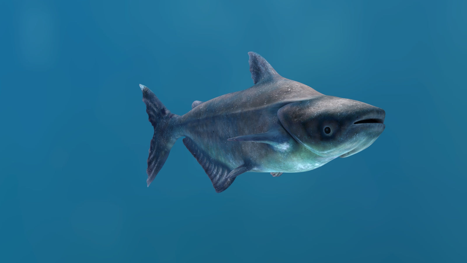 Mekong Giant Catfish 3D Model 360° view 1 frame 13