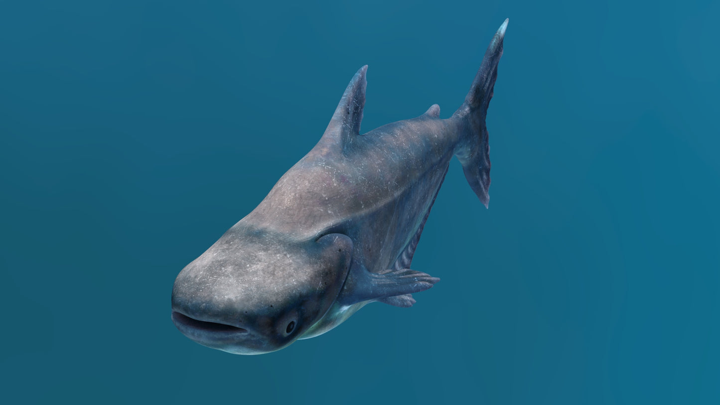 Mekong Giant Catfish 3D Model