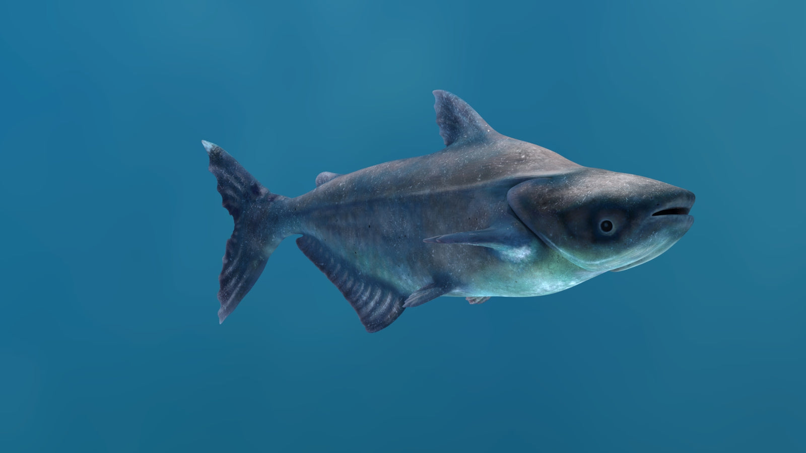 Mekong Giant Catfish 3D Model 360° view 1 frame 14