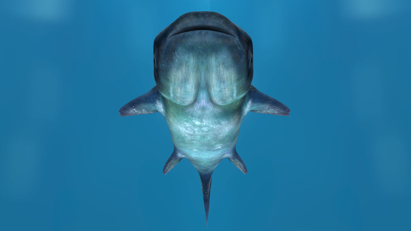 Mekong Giant Catfish 3D Model