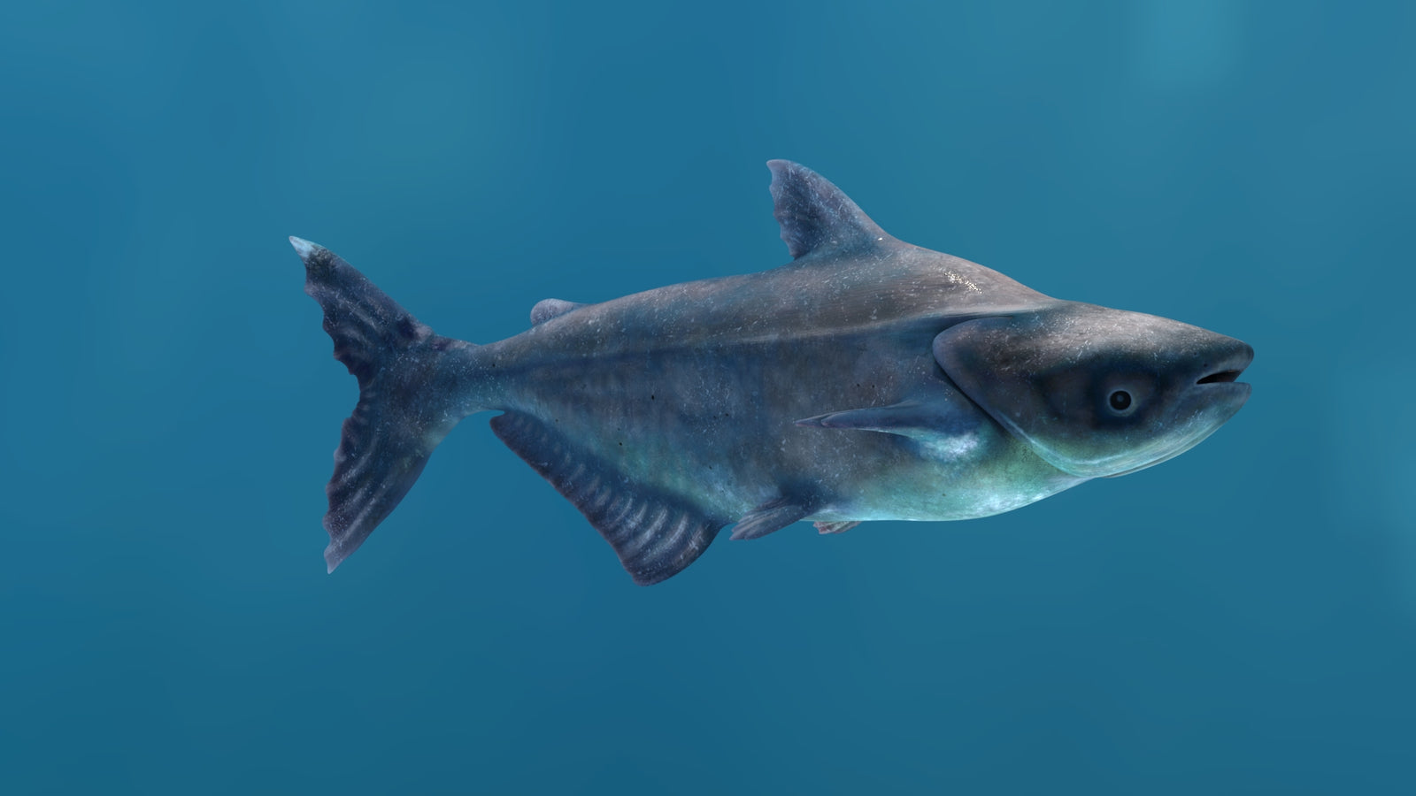 Mekong Giant Catfish 3D Model 360° view 1 frame 15