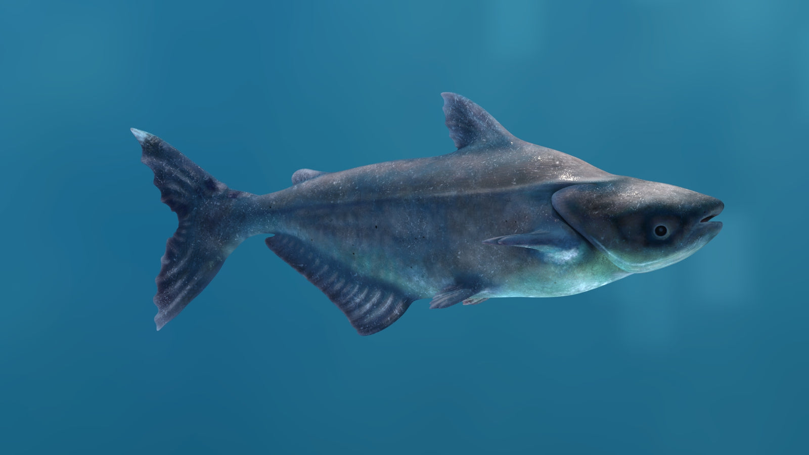 Rigged Mekong Giant Catfish 3D Model 360° view 1 frame 16