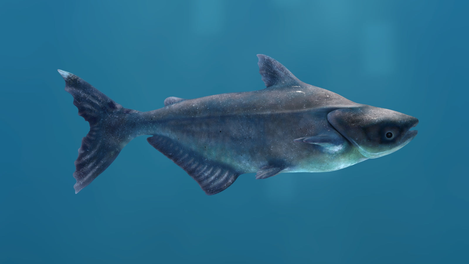 Rigged Mekong Giant Catfish 3D Model 360° view 1 frame 17