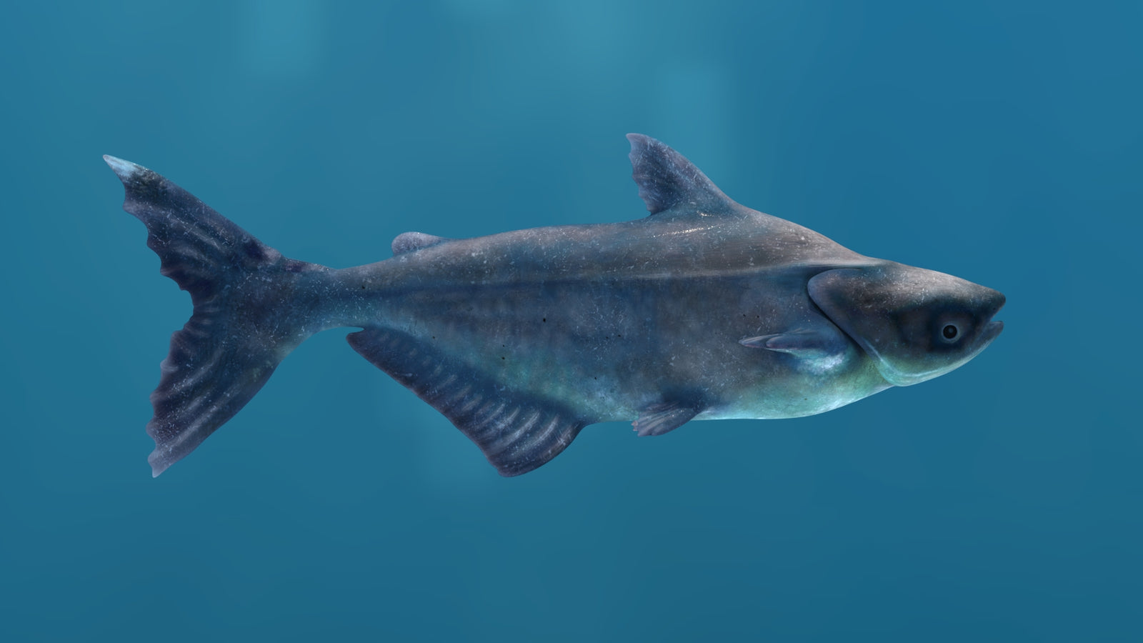 Rigged Mekong Giant Catfish 3D Model 360° view 1 frame 18