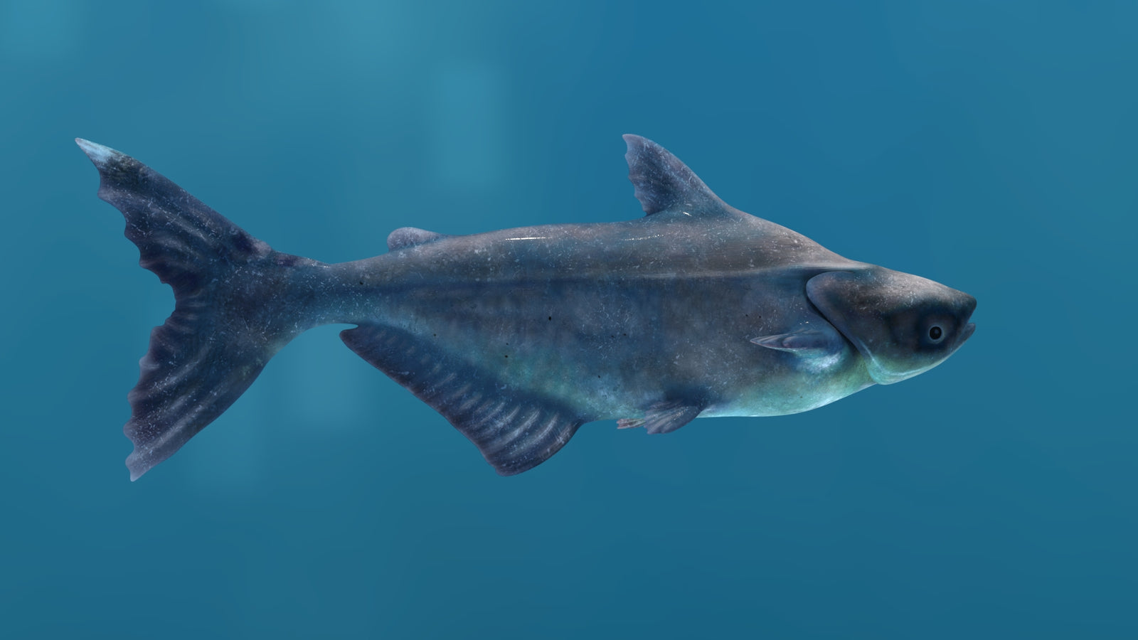 Animated Mekong Giant Catfish 3D Model 360° view 1 frame 19