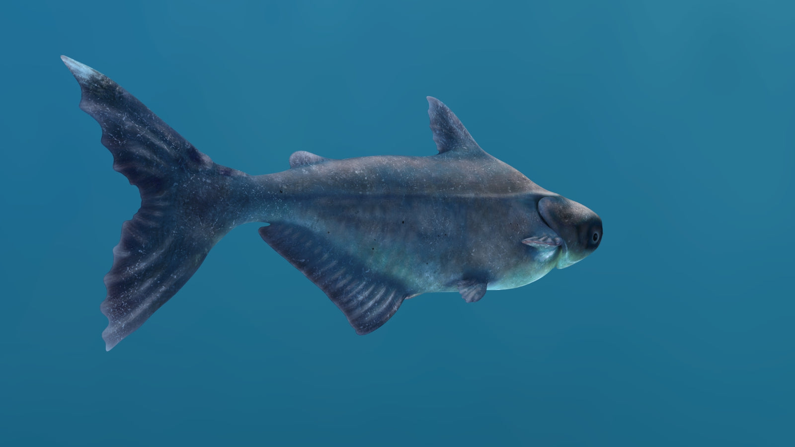 Animated Mekong Giant Catfish 3D Model 360° view 1 frame 22