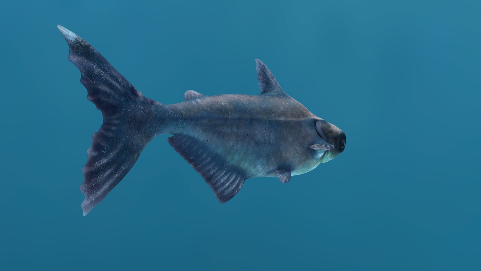 Mekong Giant Catfish 3D Model 360° view 1 frame 23