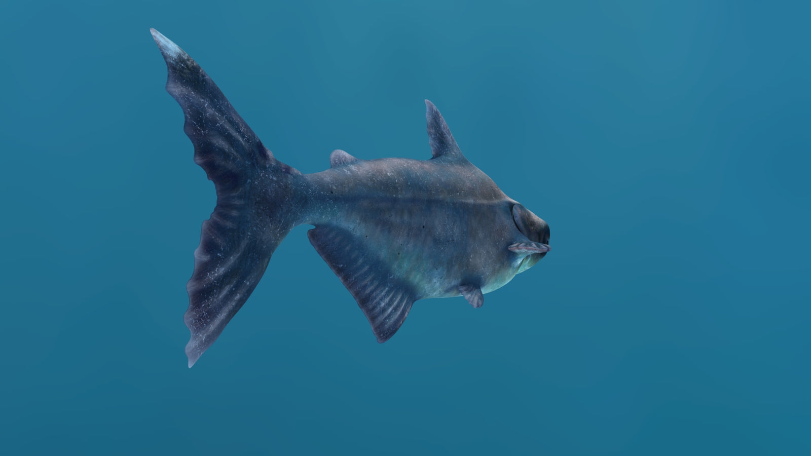 Mekong Giant Catfish 3D Model 360° view 1 frame 24