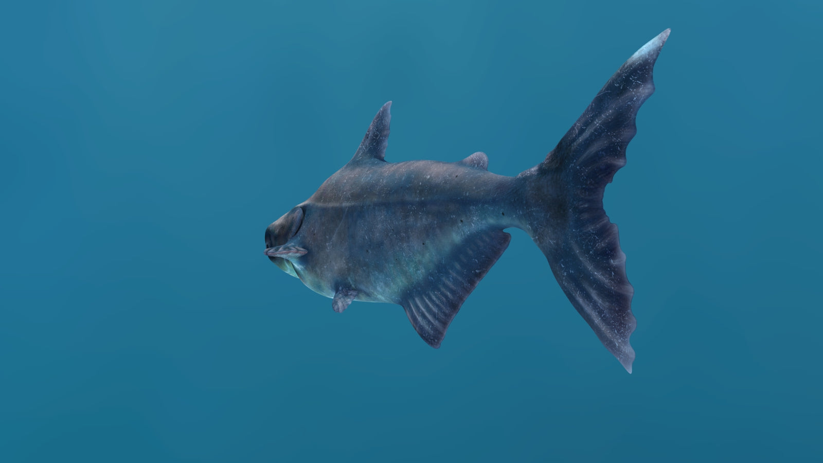 Rigged Mekong Giant Catfish 3D Model 360° view 1 frame 30