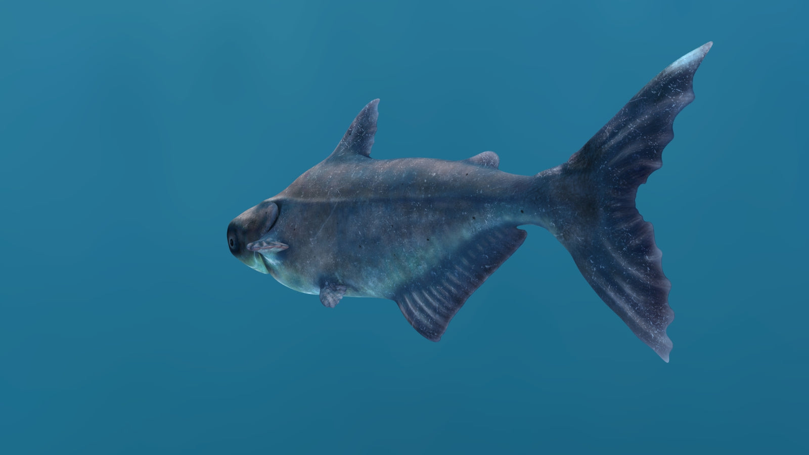 Rigged Mekong Giant Catfish 3D Model 360° view 1 frame 31