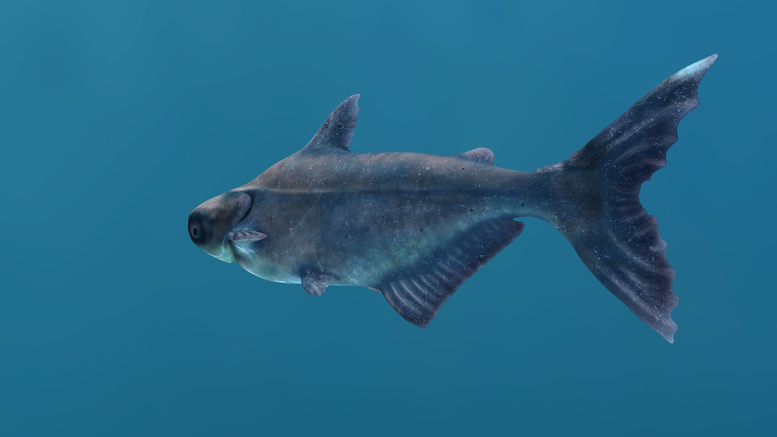 Rigged Mekong Giant Catfish 3D Model 360° view 1 frame 32