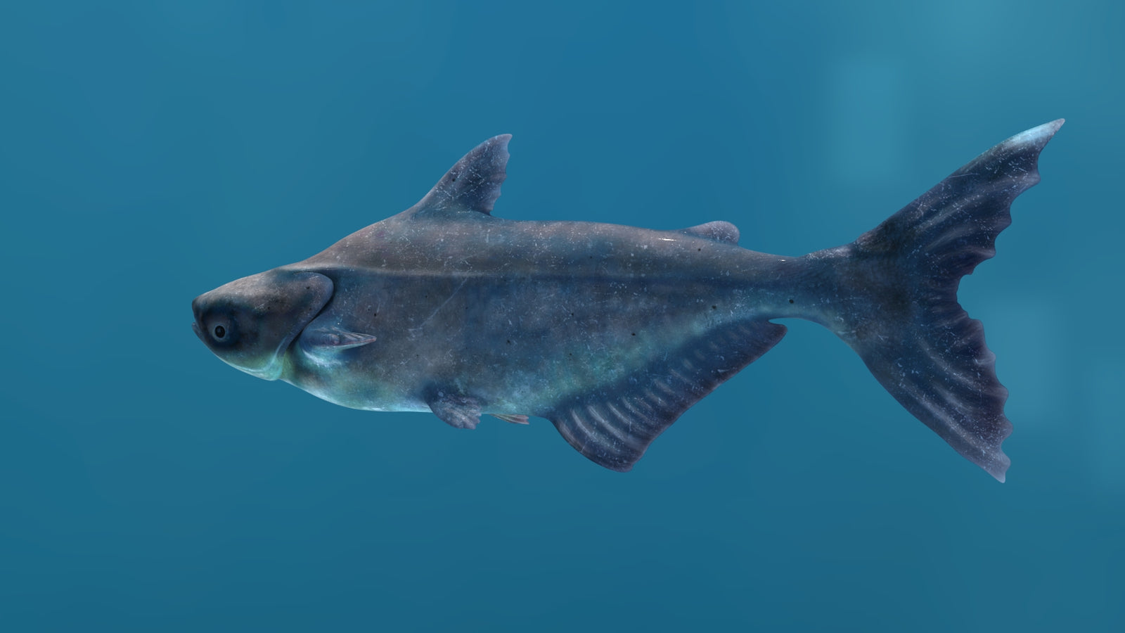 Mekong Giant Catfish 3D Model 360° view 1 frame 34