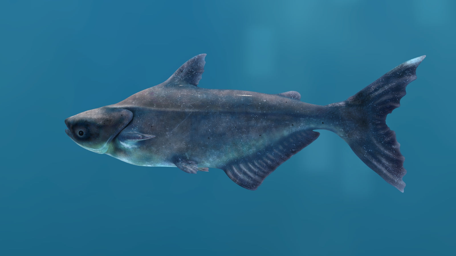 Rigged Mekong Giant Catfish 3D Model 360° view 1 frame 35