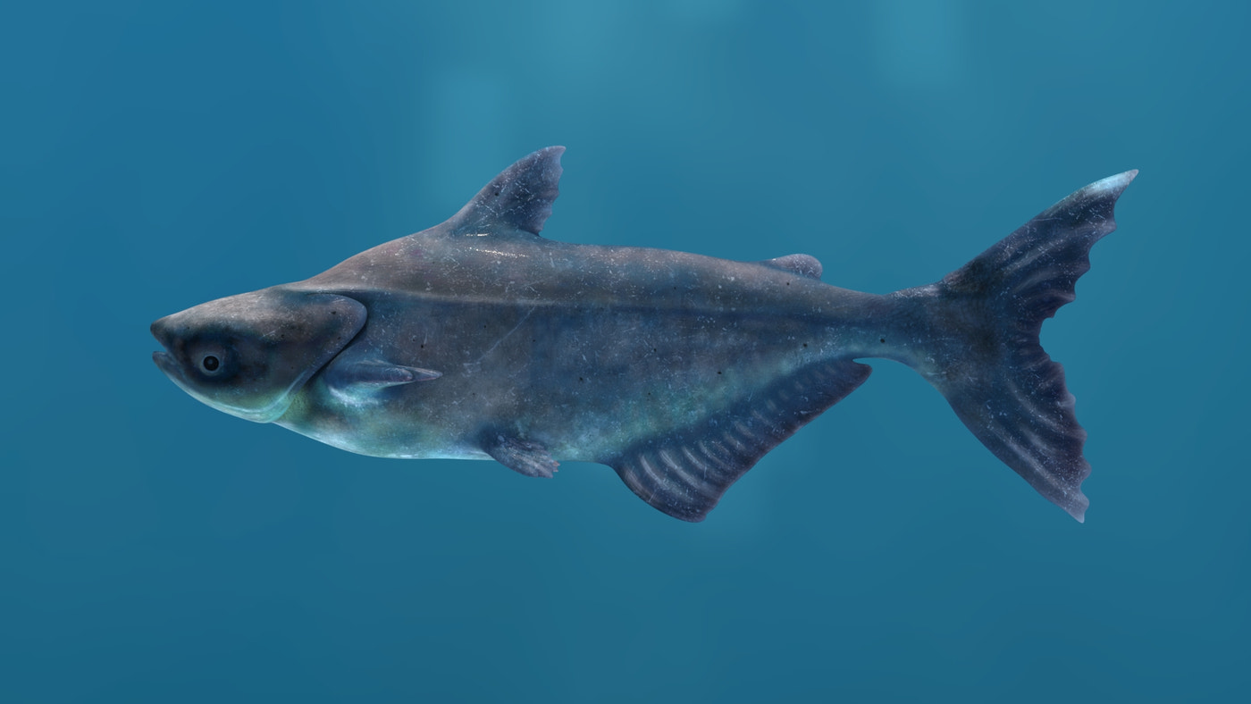 Mekong Giant Catfish 3D Model - 360 Degree View