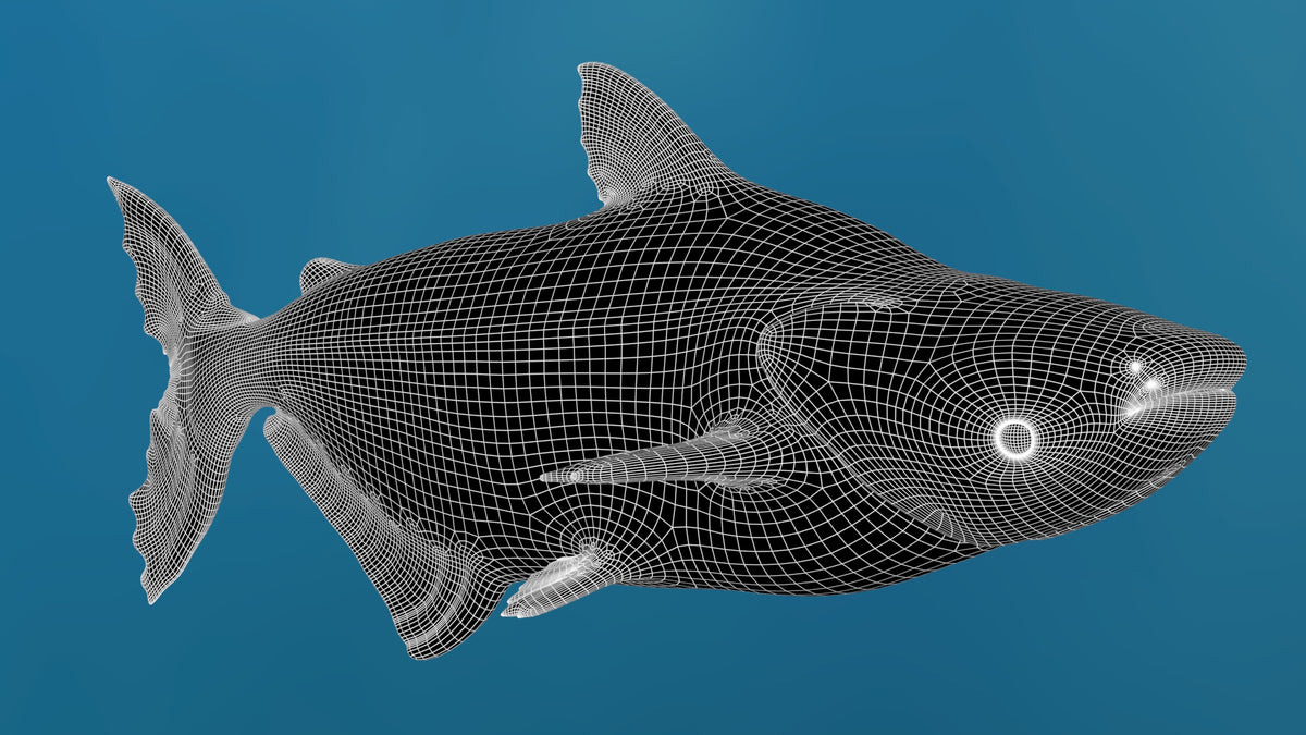 Game-Ready Mekong Giant Catfish 3D Model