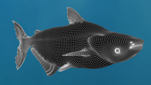 Mekong Giant Catfish 3D Model Thumbnail