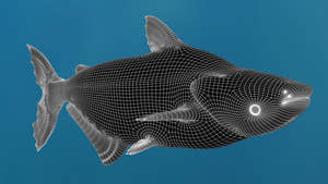 Mekong Giant Catfish 3D Model Wireframe View 1 Thumbnail