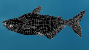 Mekong Giant Catfish 3D Model Thumbnail