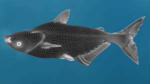 Mekong Giant Catfish 3D Model Wireframe View 1 Thumbnail