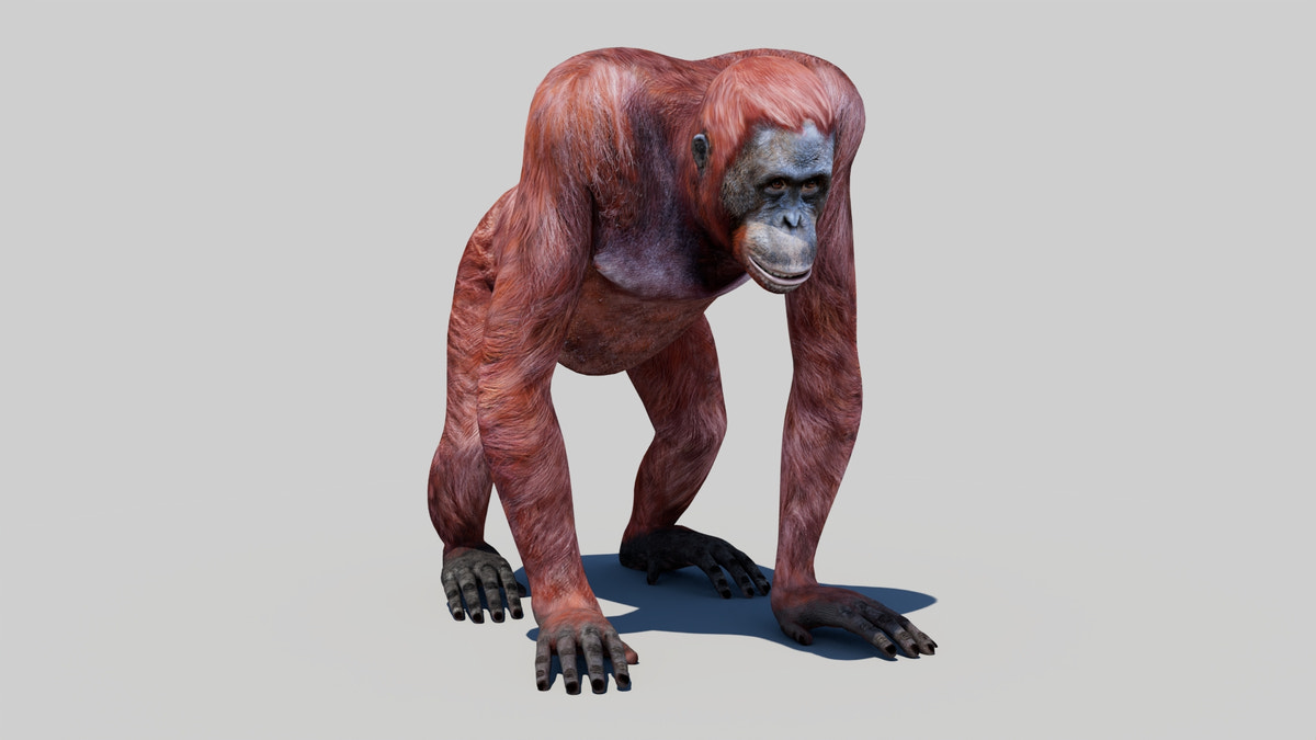 Orangutan Female 3D Model - 360 Degree View