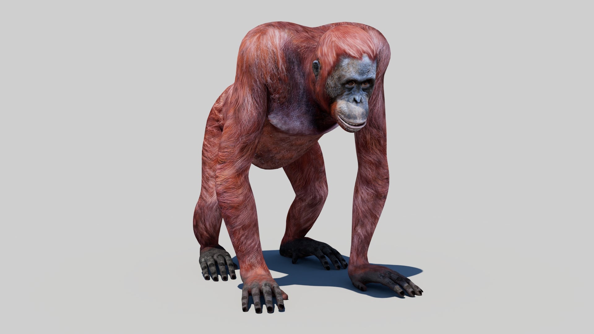 Orangutan Female 3D Model - 360 Degree Interactive View