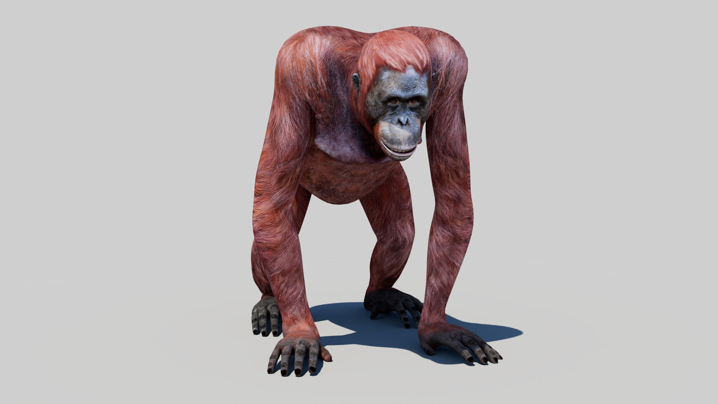 Rigged Female Orangutan 3D Model - 360 Degree View