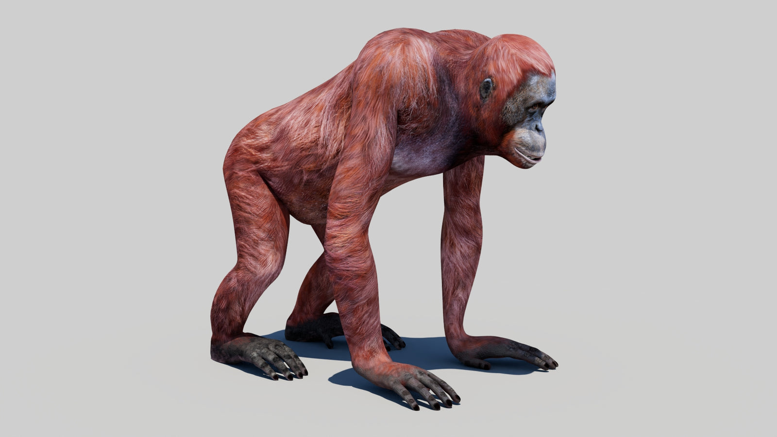 Orangutan Female 3D Model 360° view 1 frame 4