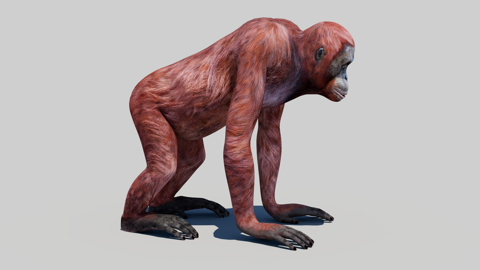 Orangutan Female 3D Model 360° view 1 frame 6