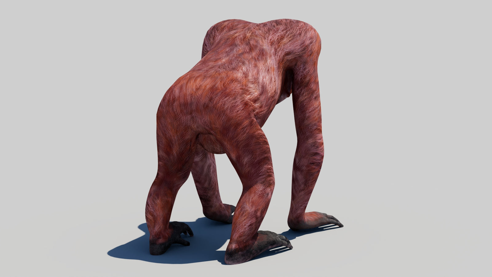 Orangutan Female 3D Model 360° view 1 frame 14
