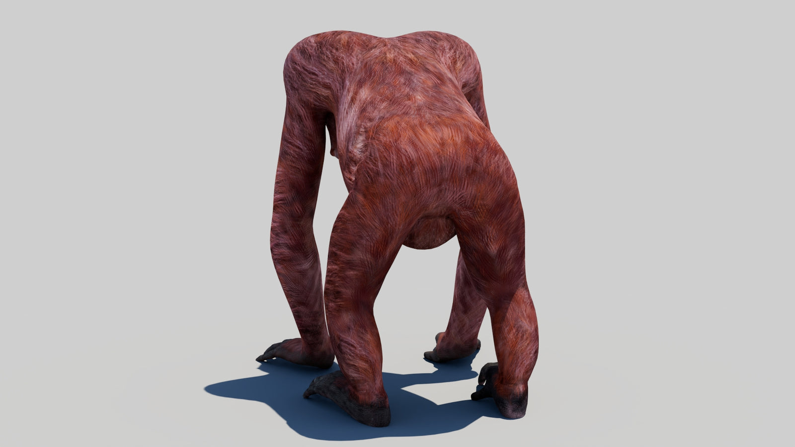 Orangutan Female 3D Model 360° view 1 frame 18