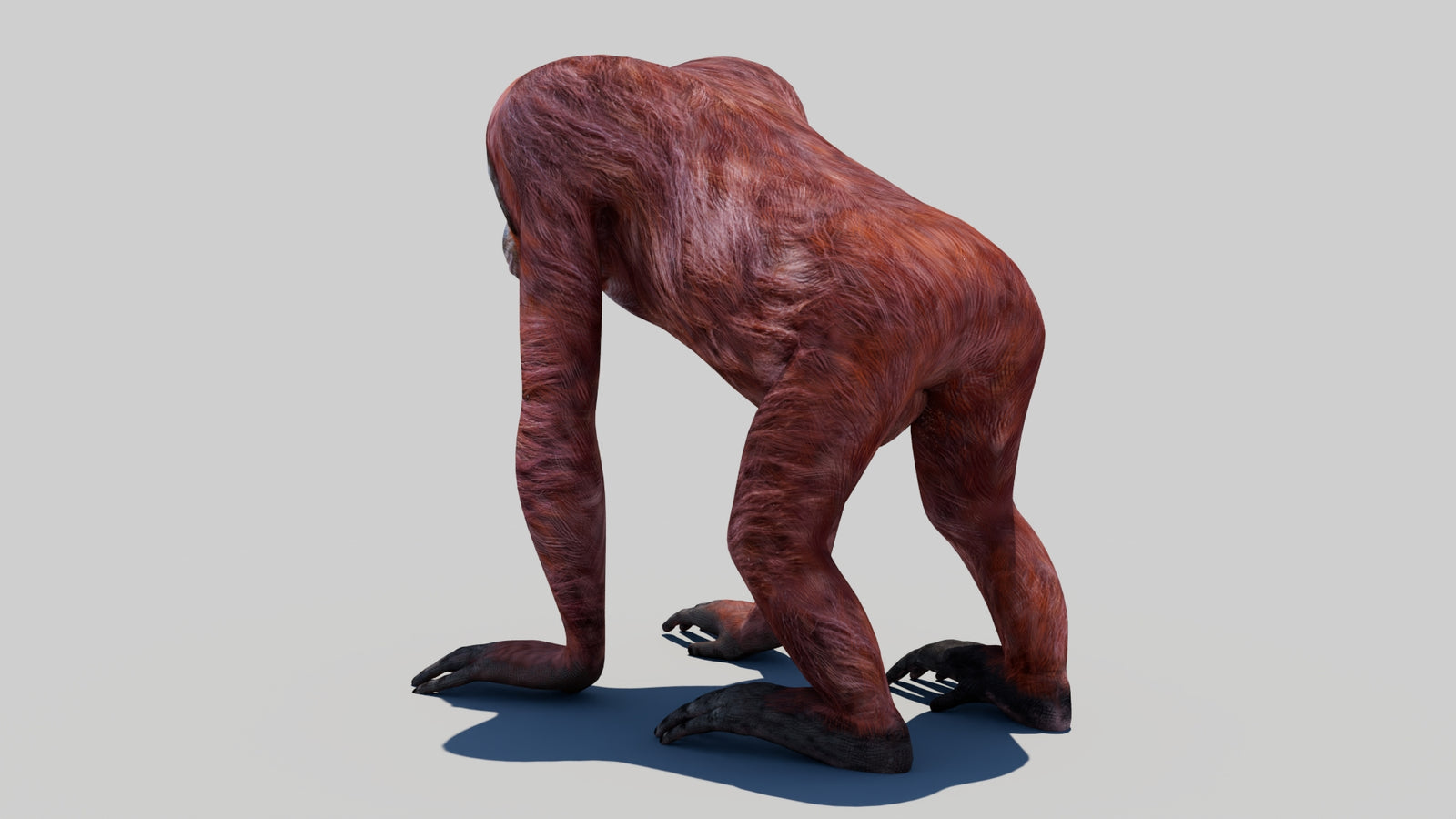 Orangutan Female 3D Model 360° view 1 frame 21