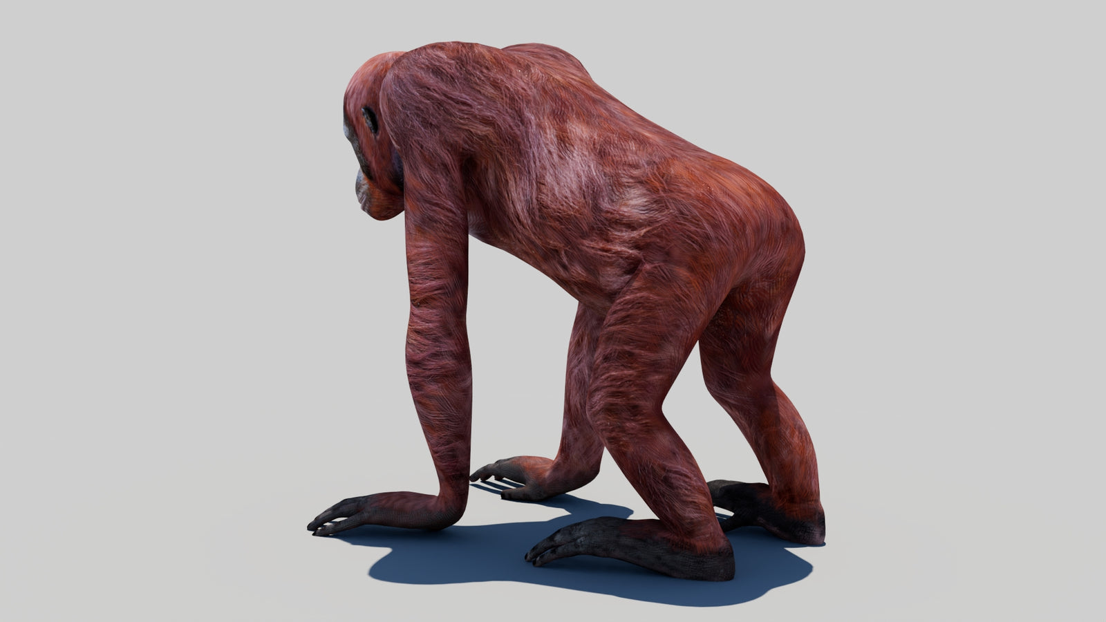 Orangutan Female 3D Model 360° view 1 frame 22