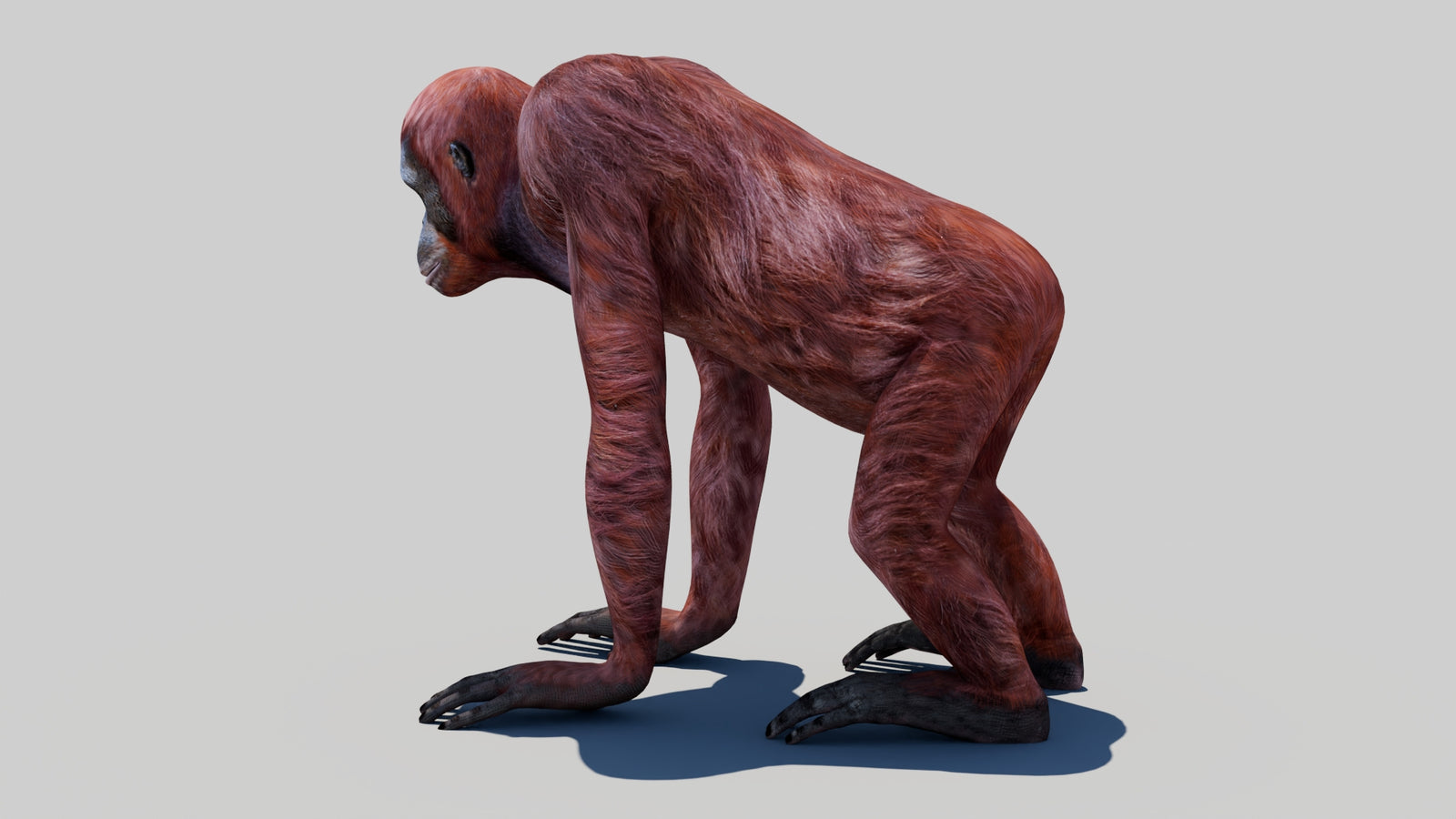Orangutan Female 3D Model 360° view 1 frame 24