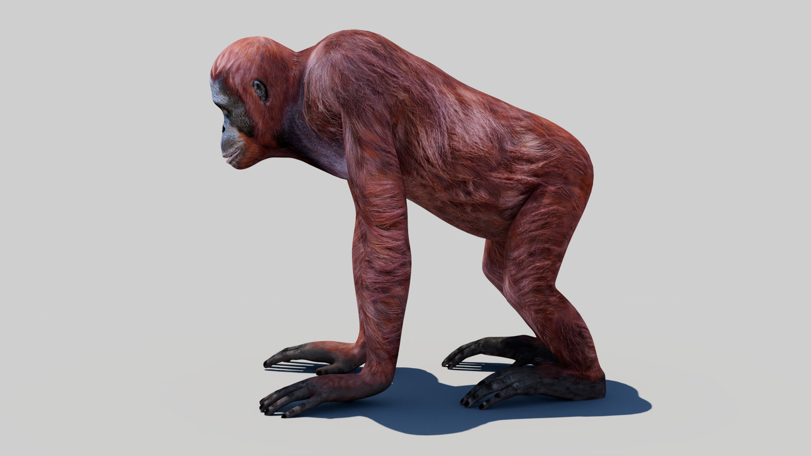 Orangutan Female 3D Model 360° view 1 frame 26