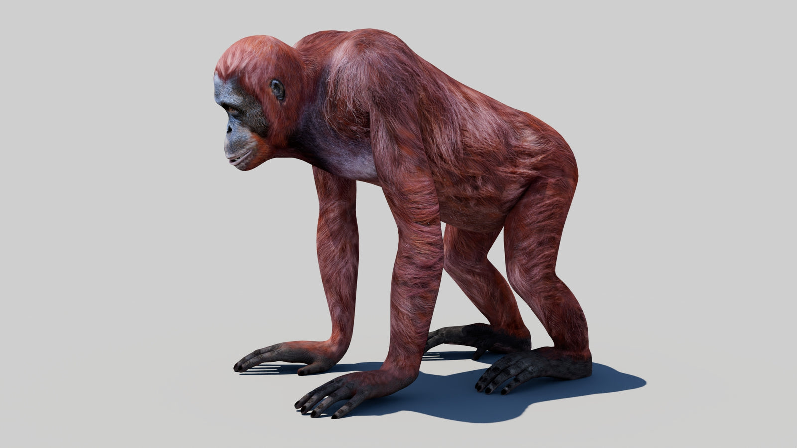 Orangutan Female 3D Model 360° view 1 frame 28