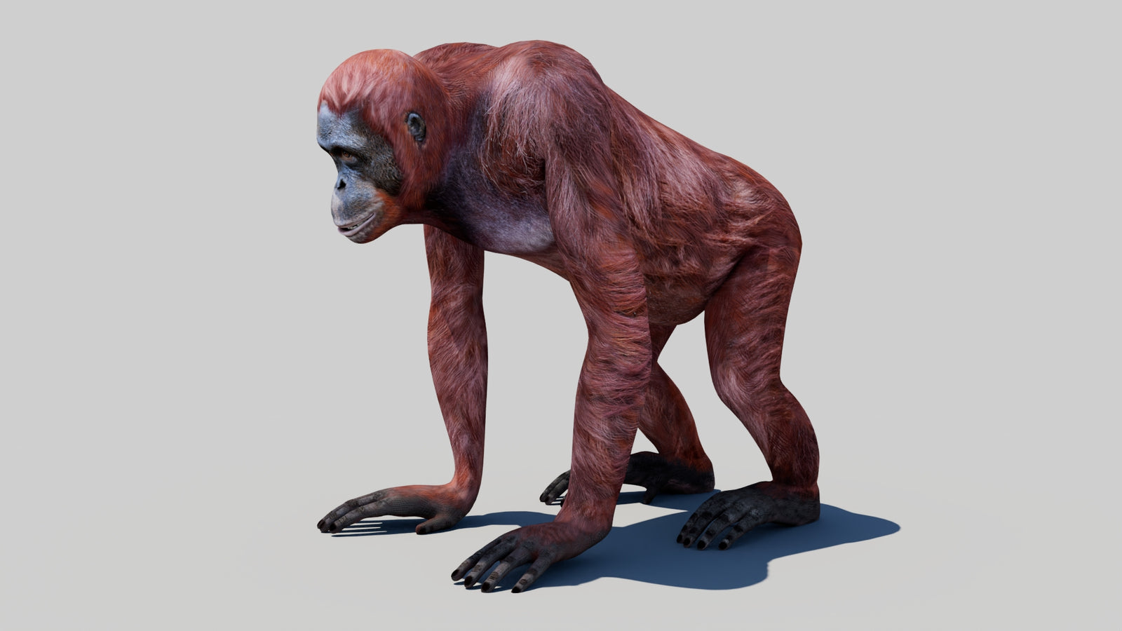 Orangutan Female 3D Model 360° view 1 frame 29