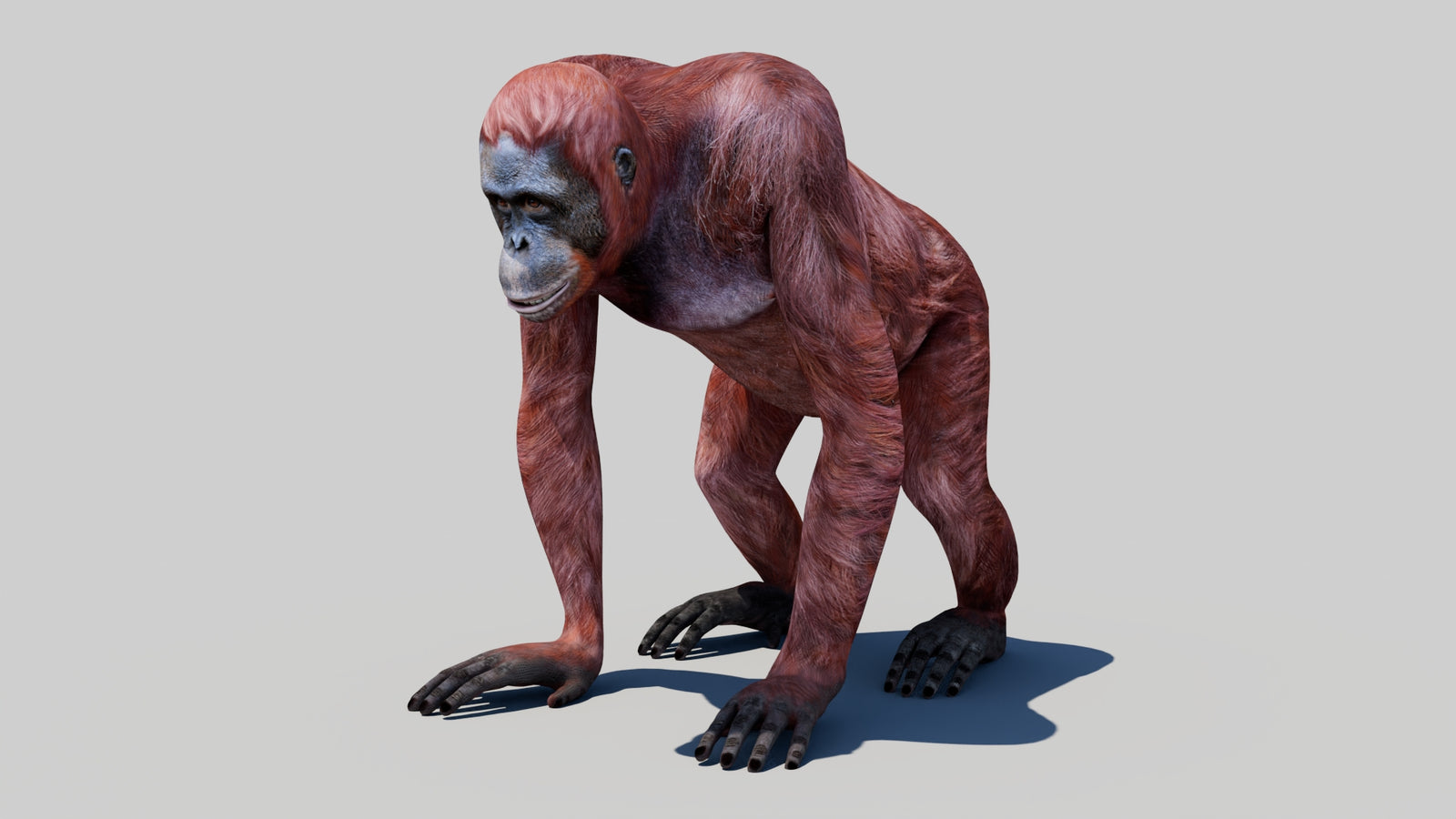 Orangutan Female 3D Model 360° view 1 frame 31