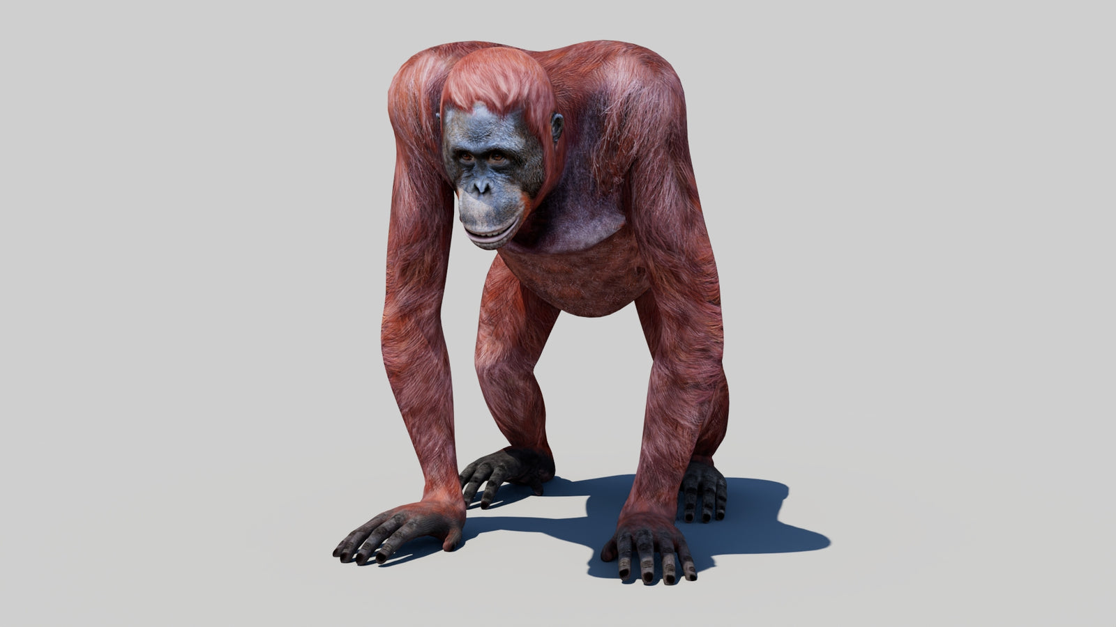 Orangutan Female 3D Model 360° view 1 frame 33
