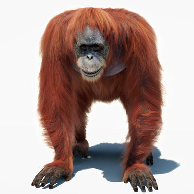 Orangutan Fur 3D Model