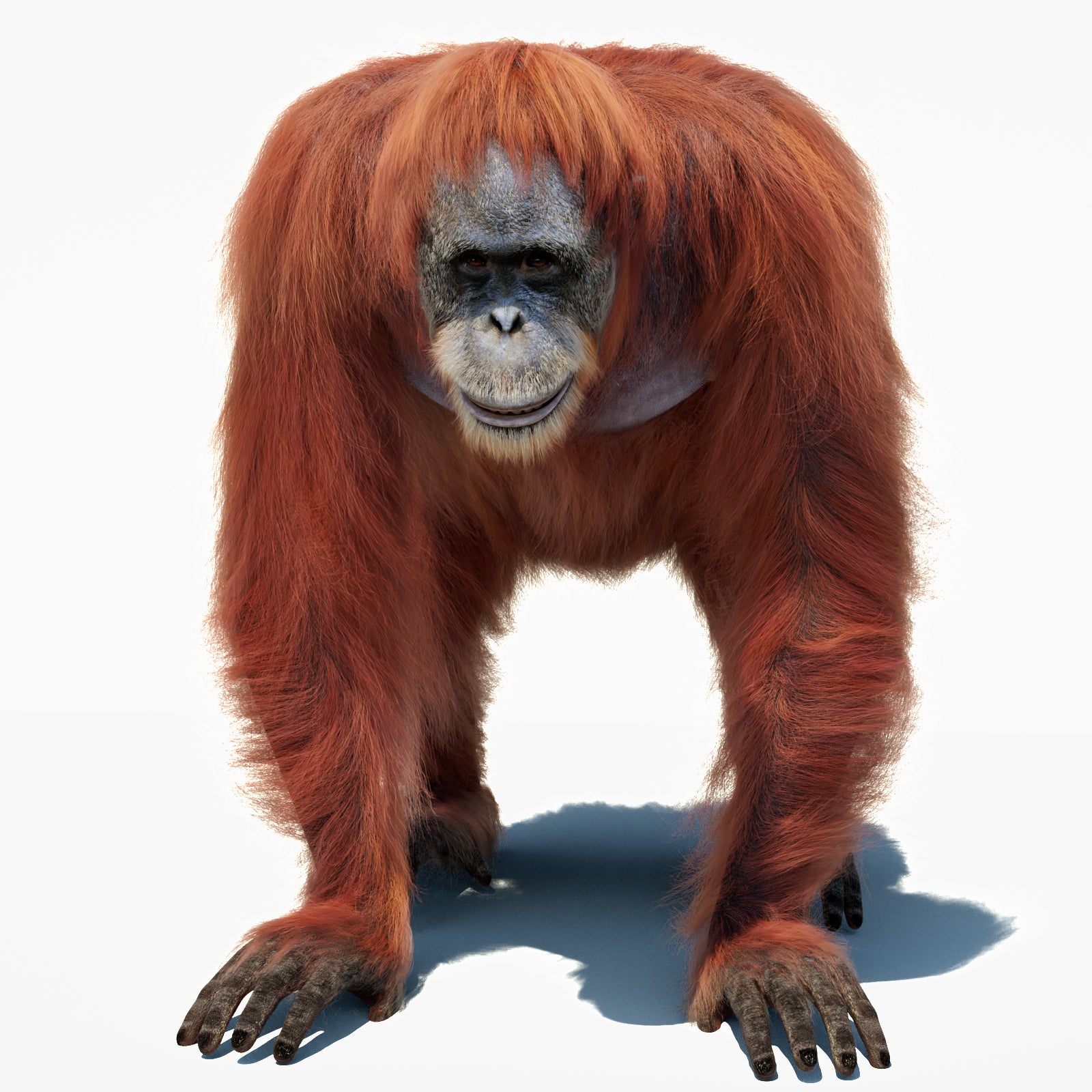Female Orangutan 3D Model with Fur